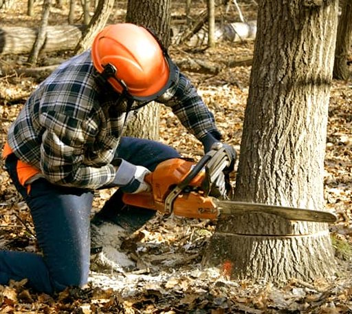 Tree Removal in Douglass, KS